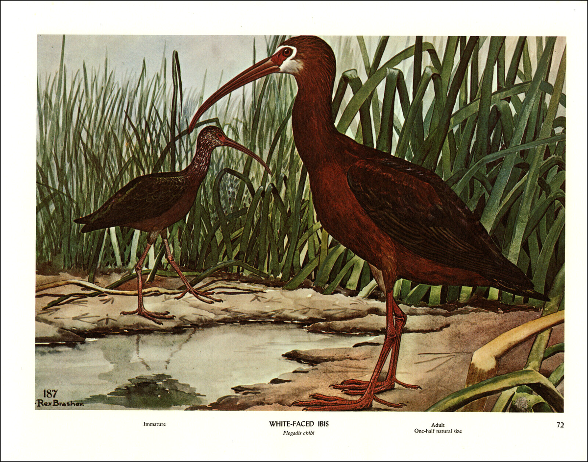1968 Vintage Print White Faced Ibis Bird Birds Tree Trees