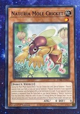 Yu-Gi-Oh! TCG Naturia Mole Cricket Darkwing Blast Dabl-En020 1st Edition Common