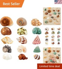 15PCS Hermit Crab Shells 1.6"-3.2", Growth Turbo Seashells  Natural Sea Conch