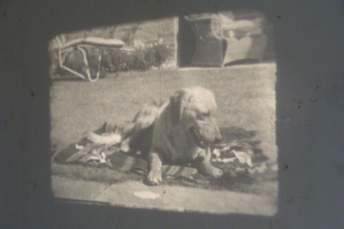 8mm Sterling Films Sandy Steps Out 5" Film Reel Vtg 1949 Golden Retriever Dog - Picture 3 of 21