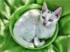 Cute White Kitten Cat Lying Down Green Blanket Poster Print Paper OR Wall Vinyl