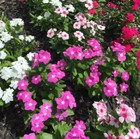VINCA TALL ROSEA MIXED 100+ Seeds Grow FLOWERS garden easy