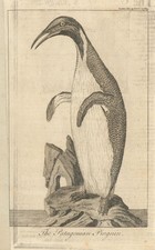 Pingüino/Pingüino Patagónico. Aptenodytes Patagónica. Revista caballero 1769