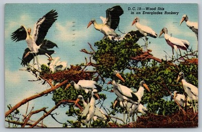Vintage Linen Postcard Wood Ibis in Everglades Rookery Florida