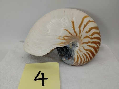 Nautilus Pompilious Tiger Chambered Sea Shell 7 1/4" X 5 1/4"