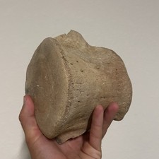HUGE WHALE VERTEBRAE FOSSIL LEVIATHAN MEGALODON ERA