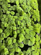 50 Water Spangles Salvinia Minima Live Aquarium Floating Plant 6 oz Container