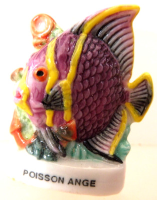 Bean - AN ANGEL FISH