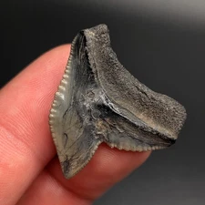 Monster Sized XL Tiger Shark Tooth South Carolina Quality Fossil