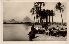 RPPC Pyramids Cairo Egypt vintage postcard q455