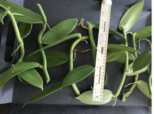 2 cuts Vanilla Bean Orchid, 9 Aprox each Inches Fresh Cutting