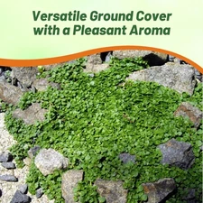 50 Pellets Corsican Mint Seeds For Planting | Ground Cover Plant Seed
