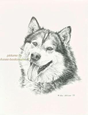 #168 ALASKAN MALAMUTE portrait dog art print * Pen & ink drawing by Jan Jellins