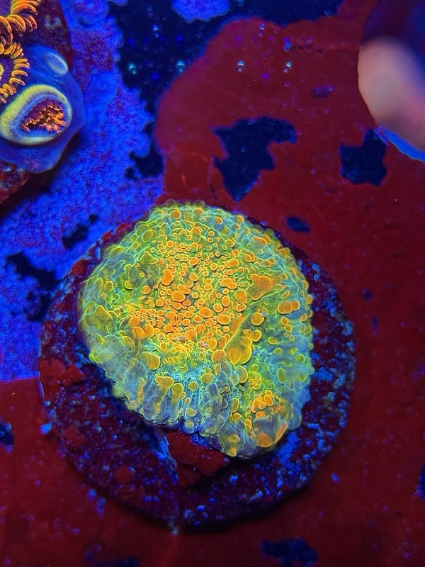TNTcoral-WWC Stellaria Chalice 3/4” Frag-WYSIWYG-Frag-Live Coral-LPS-SPS-ZOA