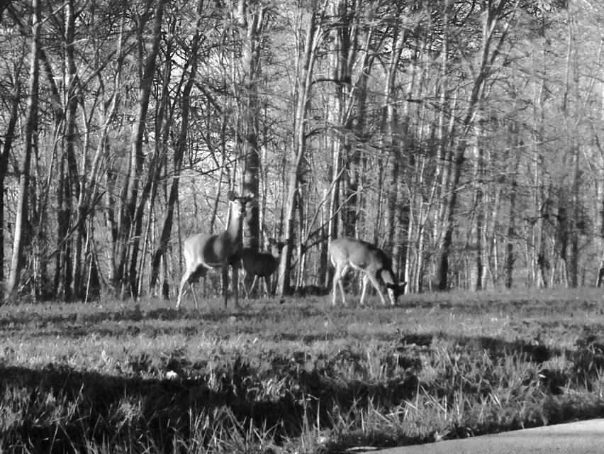 Deer hunting lease eastern Kentucky 3 year contract hunt from the tree