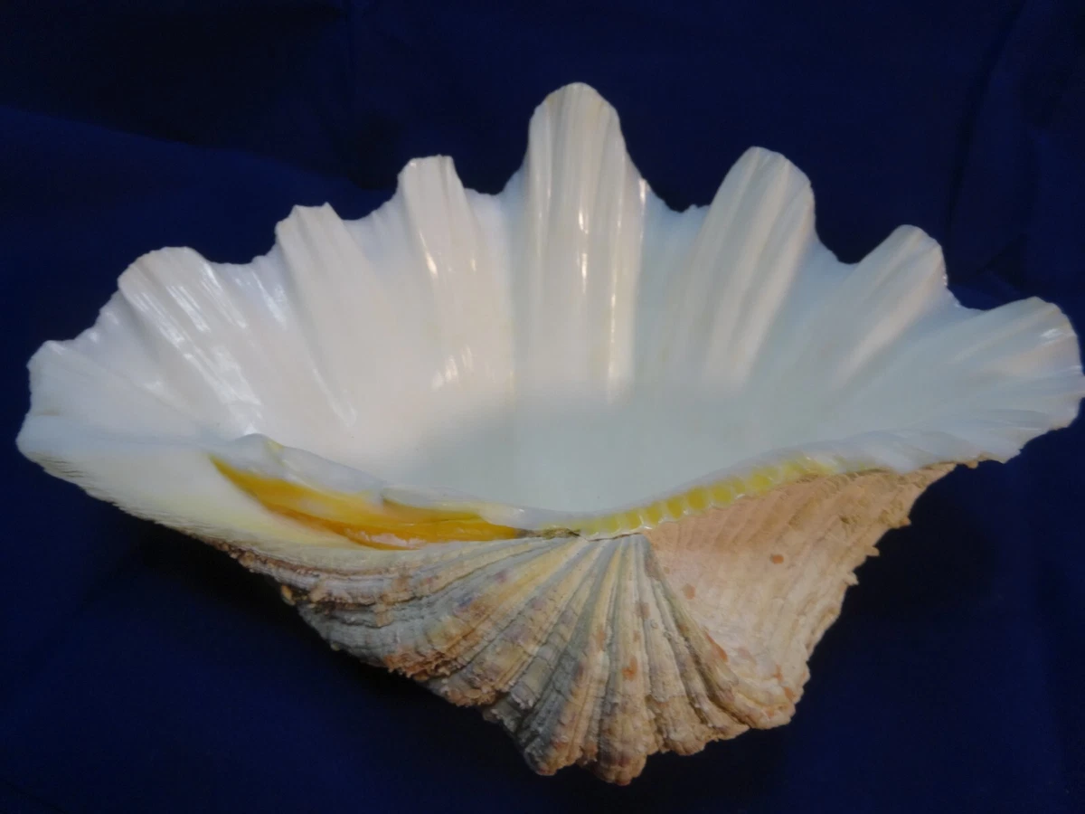 Ebay giant on sale clam shell