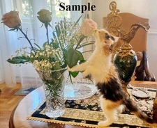 CAT & FLOWERS BOUQUET cute picture virtual image digital photo wallpaper 🐈🌹🐱