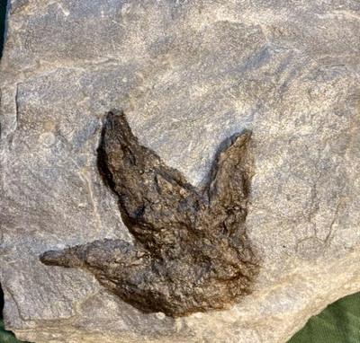 AWESOME GRALLATOR DINOSAUR FOOTPRINT TRACK FOSSIL MA 200 MYO CLAWS!!!