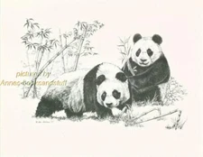 # 153 PANDAS Panda  wild life art print * Pen and ink drawing by Jan Jellins