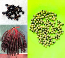 Cyrtostachys renda Fresh Seeds Sealing Wax Palm Lipstick Palm Tree Seeds