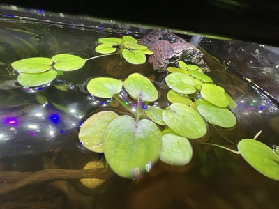 #ad Frogbit Live Aquarium Plants 15 Pack Live for Fish Tank $10.00