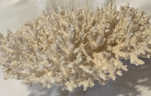Coral Natural Reef 10"X9"X5" Decor Display Aquarium Large White w/Stand - Picture 7 of 10