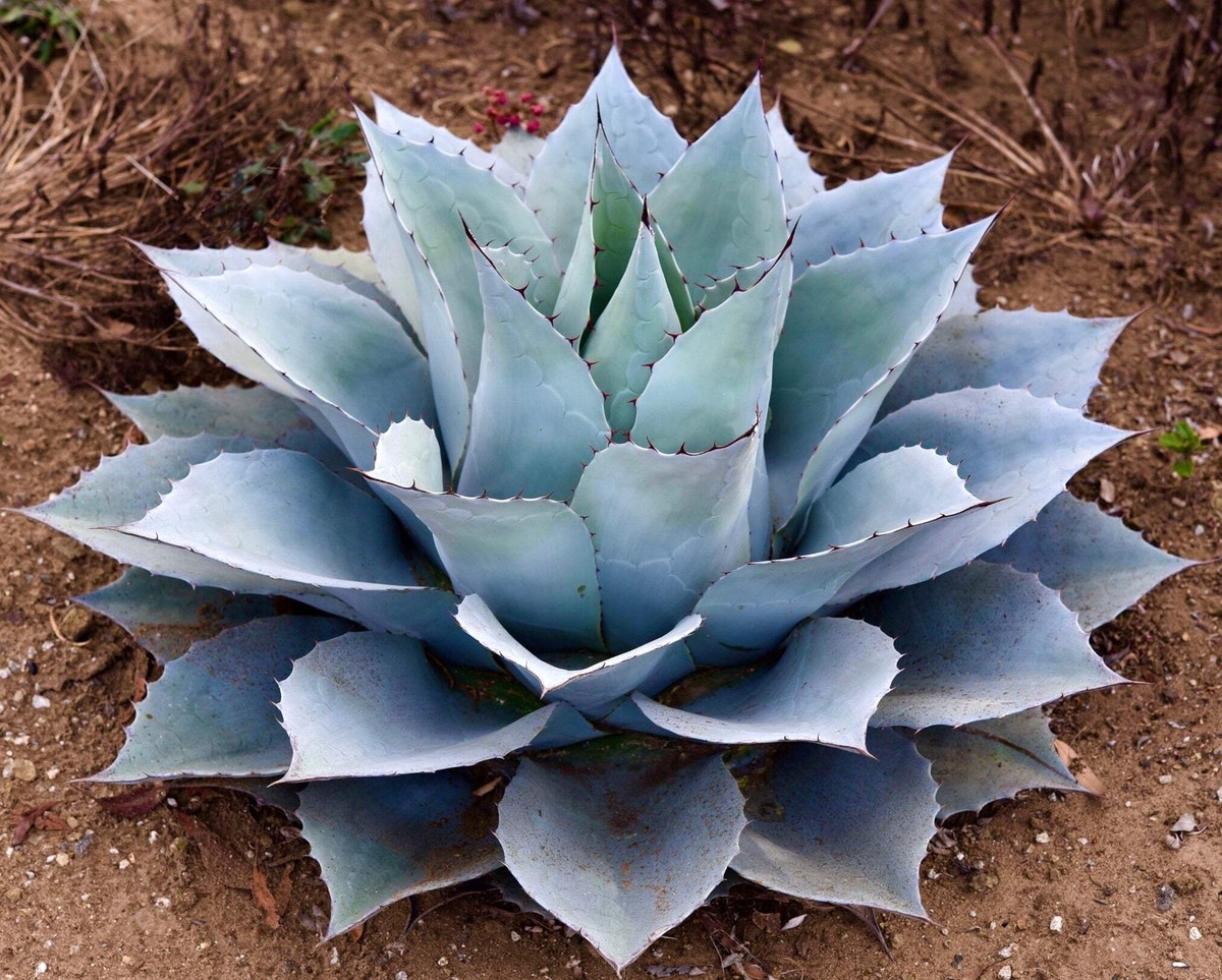 Agave ovatifolia 'Moby' TC株-2 Agave ovatifolia 'Moby' TC株