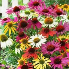 6 Echinacea Lustre Mixed Cone Flower Hardy Perennial Plug Plants
