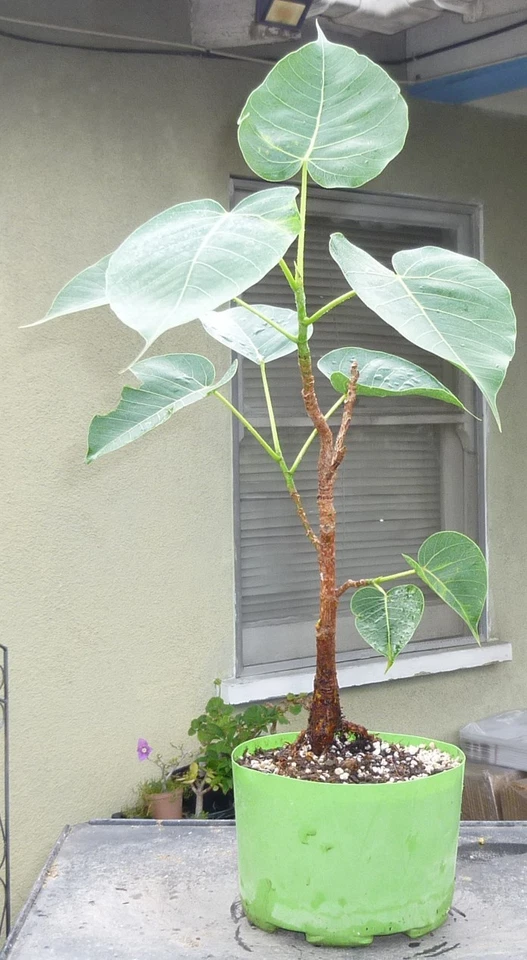 Sacred Fig Bodhi Tree Ficus Religiosa Pre Bonsai Dwarf Big Fat Trunk - Image 4 of 4