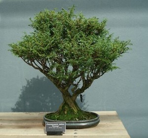 Baum Bonsai Samen Silber Zypresse pflegeleicht winterhart Garten