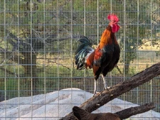 6+ Ayam Ketawa Hatching Eggs – Rare Laughing Chicken – NPIP #4766 Certified