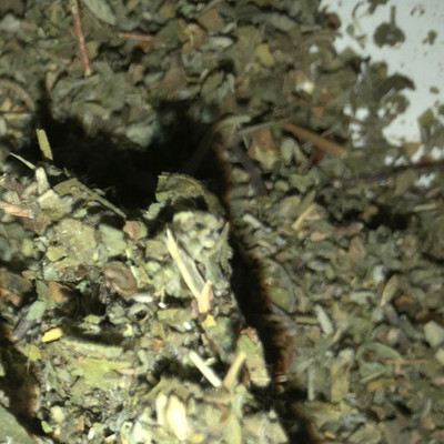 Damiana Marshmallow  Leaf Quality Tea 16 OUNCES