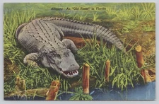 FL Alligator An Old Timer in Florida Linen Vintage UNP Postcard c99