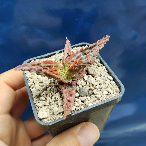 Aloe TCT "Red Podium" POT 6 CM , On its own root Rare Plant!!!! - Imagen 3 de 5