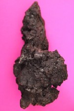 Giant Lizard Poop 5 Million Years Old Genuine Real Fossil Dinosaur Girl COA L16