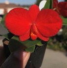 DO - Sl. Arizona var mini, coccinea, Cattleya Orchid, micro mini Cattleya, reds! — photo 1