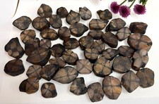 Wholesale 2 Lbs Natural Chiastolite Tumble Stone Andalustite