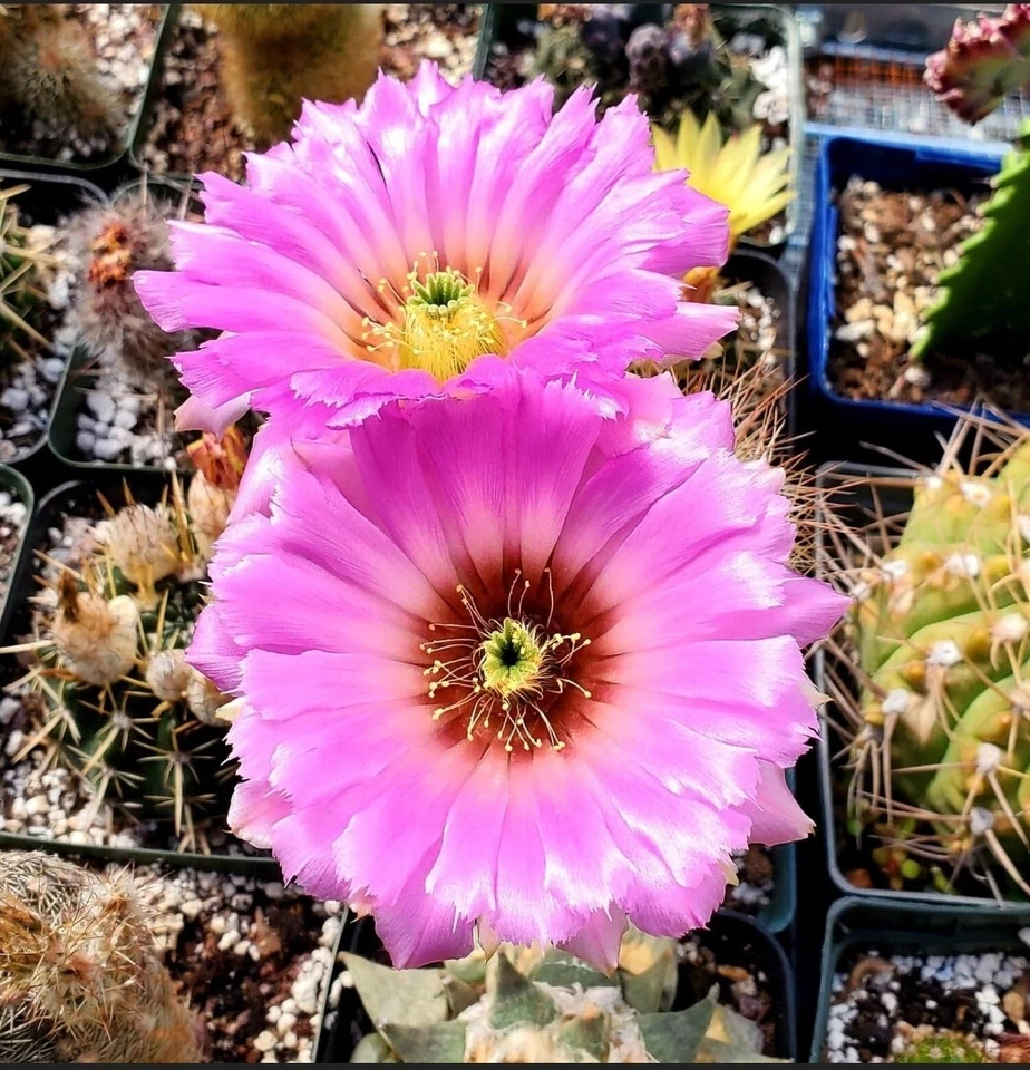 Mix Cacti seeds (100 Seeds) - Image 4 of 4