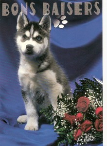 Carte Postale Fantasie Chien Chiot Chat Chaton Paillette Bon Baisers Husky Ebay