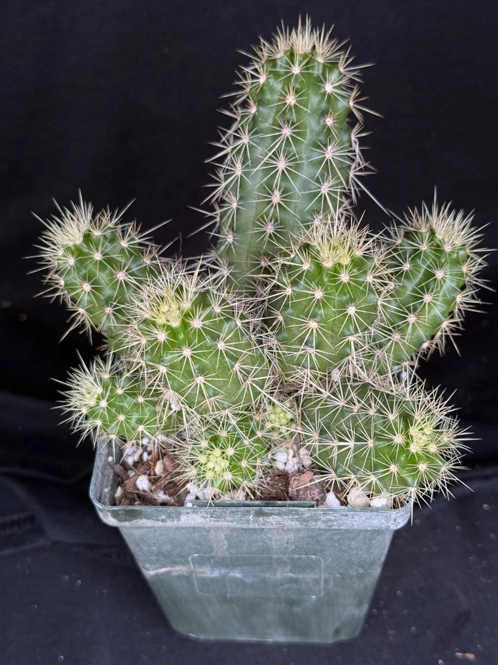 Echinocereus scheeri, cactus plant - Image 4 of 4
