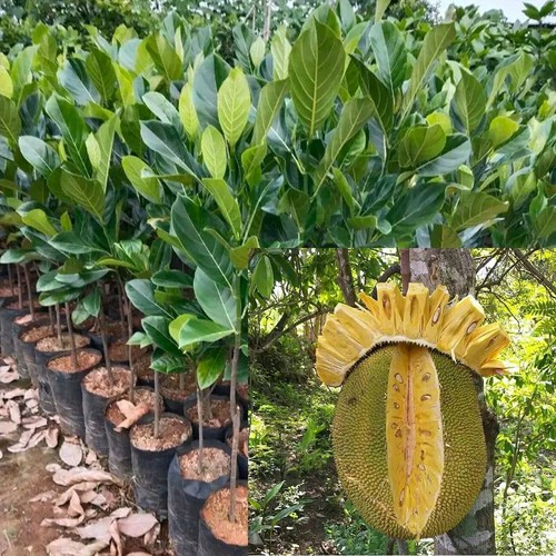 Jackfruit Nangka Artocarpus Grafted Fruit Tree Tropical Plant