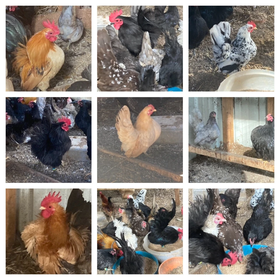 10 huevos para incubar Serama Micro A y B ESPECIAL 5,00 oferta inicial Foto 3 de 4