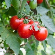Large Red Cherry Tomato Seeds, Salad, Heirloom, Non-GMO, FREE SHIPPING