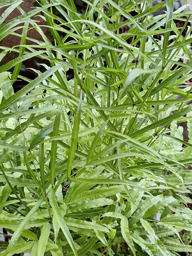 RIBBON FERN, 1000 (SEEDS)* SPORE, HARDY TO 10 DEGREES, BRAKE FERN,PTERIS CRETICA - Picture 8 of 8