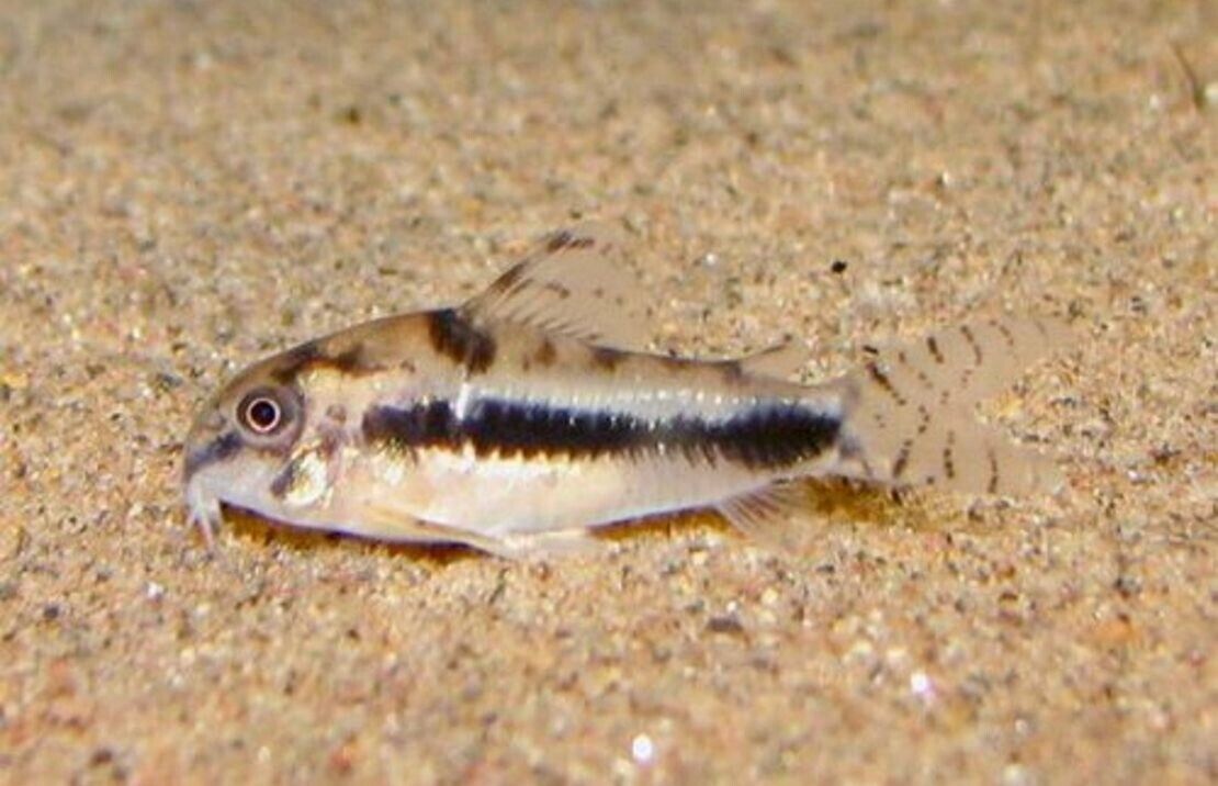 12x Pygmy Salt & Pepper Corydoras - Nano Wonders ! CRAZY PRICE Live Fish
