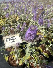 Buddleja x 'Lochinch' Fast-Growing Broadleaf Shrub In 2 Litre Pot