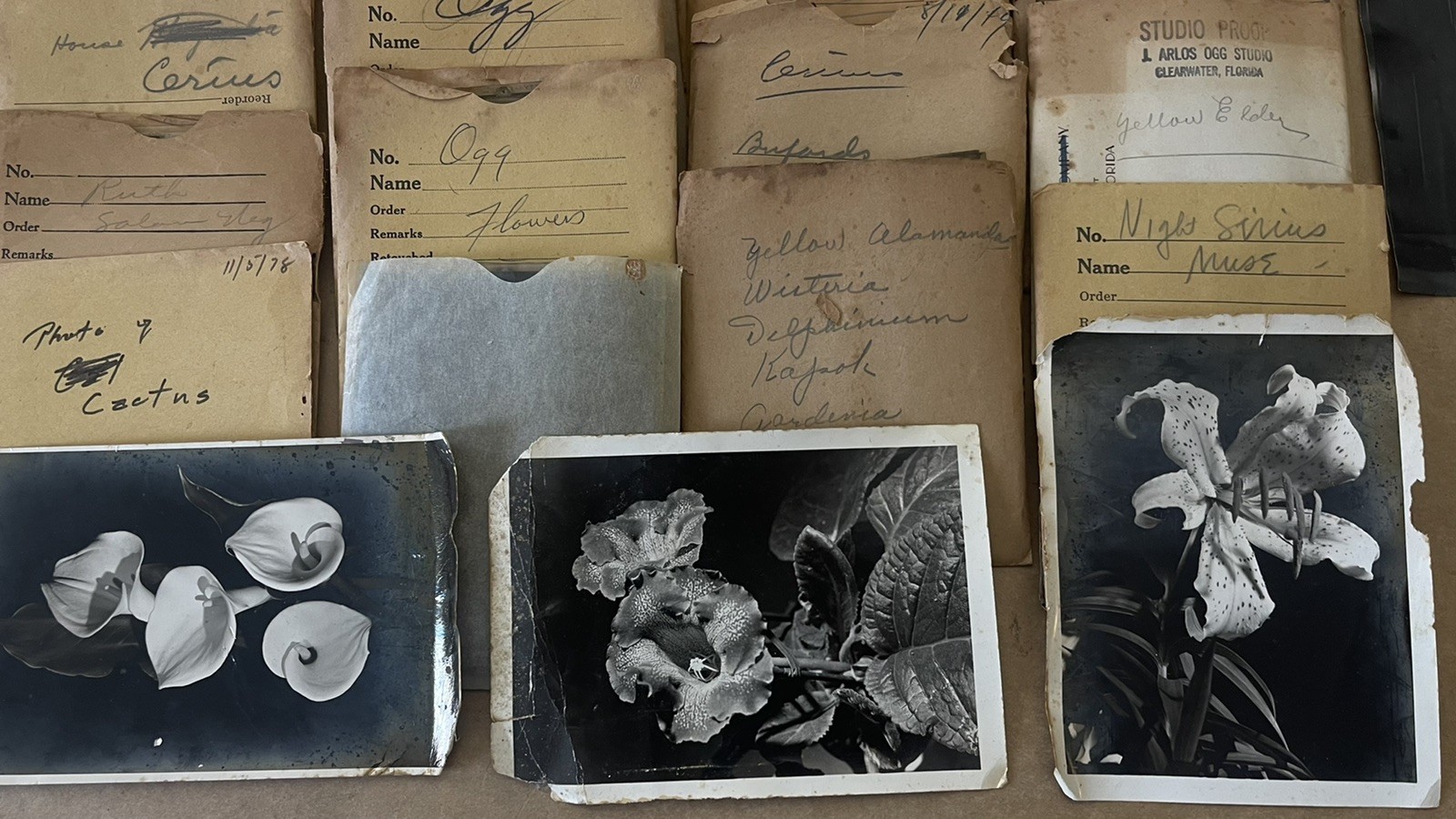 VTG Lot 4x5” Large Format 150+ B&W Photo Negatives Lot FLOWERS 1950s Damaged COA