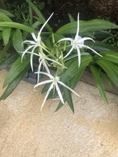 Heritage White Spider Lily 2 Each