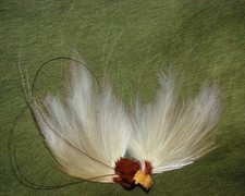 Antique Victorian Taxidermy Bird Of Paradise w his Plumes Wings Head,Nice
