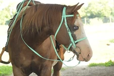 HORSE size Seafoam HALTER BRIDLE w BIT HANGERS & REINS made from Beta Biothane
